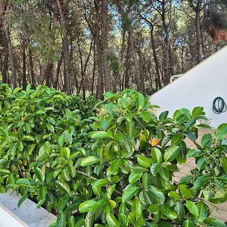 Pitagora